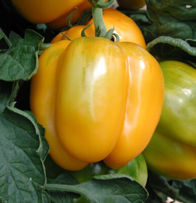 Томат Сент-Винсент Желтый, Tomato Saint Vincent yellow